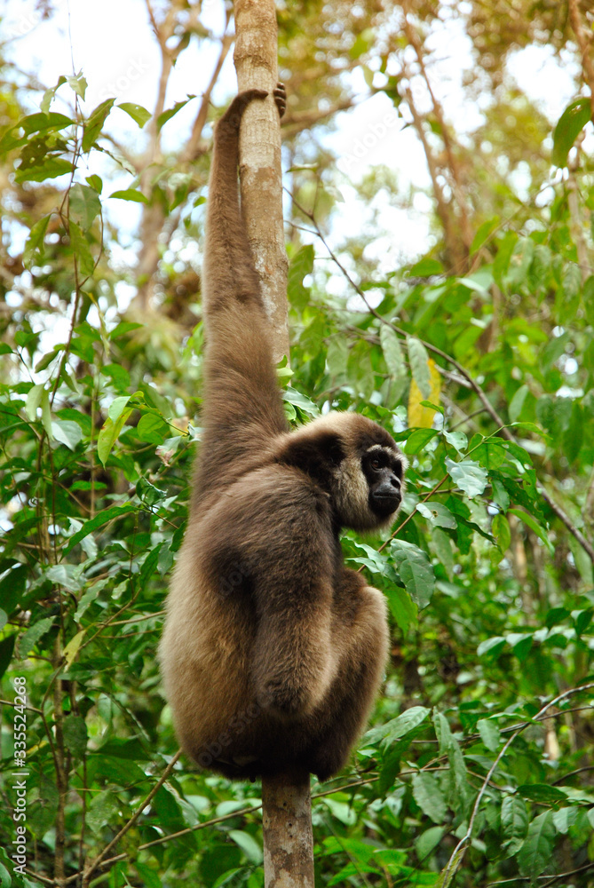 a bornean white-bearded gibbon hanging on a tree canopy a bornean white-bearded gibbon hanging on a tree canopy