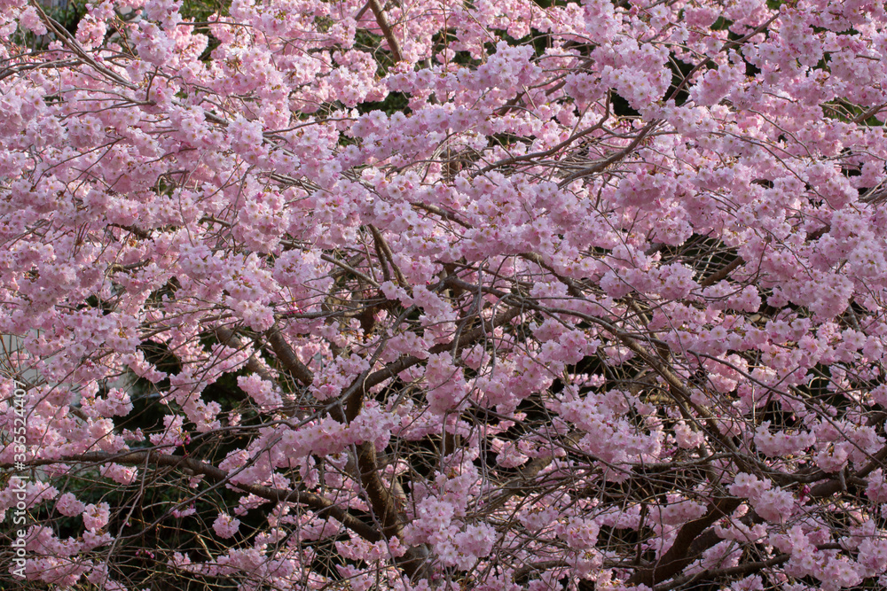 Blossoms of a ornamental cherry tree, floral background, Prunus serrulata Blossoms of a ornamental cherry tree, floral background, Prunus serrulata