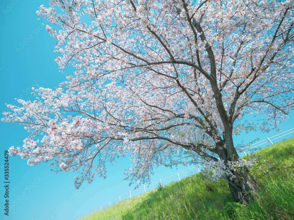 青空と堤防の桜