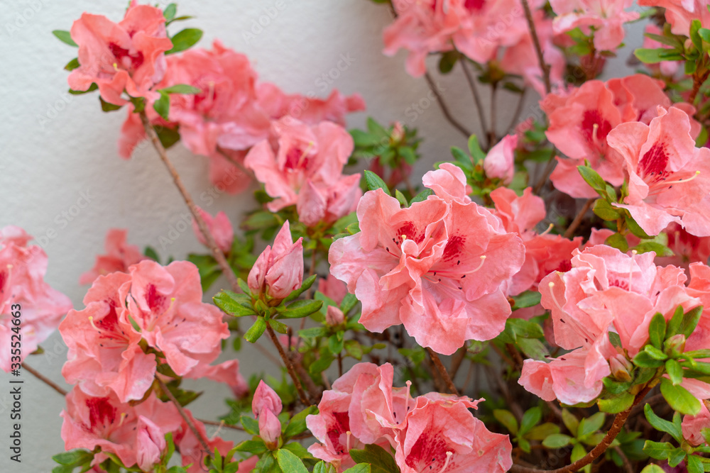 Azalea (Rhododendron) with pink salmon flowers Azalea (Rhododendron) with pink salmon flowers