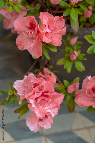 Azalea (Rhododendron) with pink salmon flowers