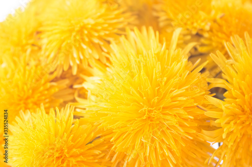Bouquet of dandelions close up view. many yellow field dandelions close-up. photo wallpaper