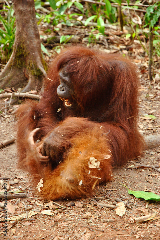 Obraz premium a female orangutan plays with her juvenille