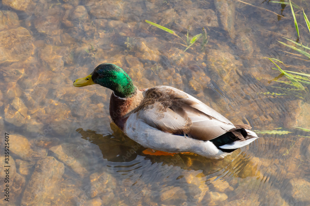 Obraz premium Top view close up of a mallard duck standing in the clear water with water drops on his head, anas platyrhynchos