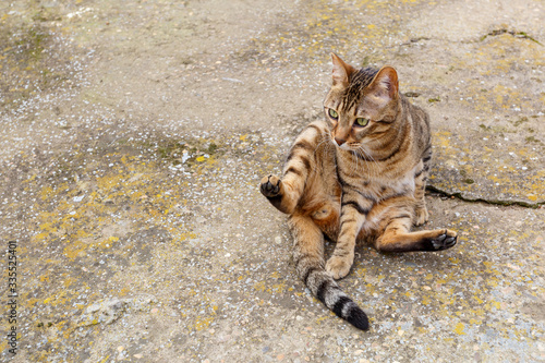 Gato de raza bengal√≠, sentado y acical√°ndose en el suelo. Felis catus prionailurus bengalensis. Mascota. photo