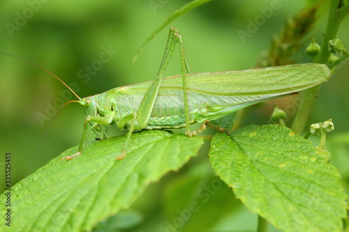 Green grasshopper sitting on the leaves © moniadk