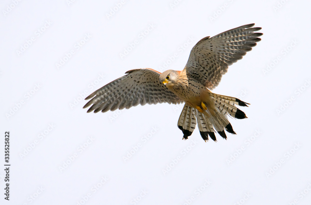 Kestrel, Falco Tinnunculus, Hovering Searching For Food On The Ground With Wings Extended And Flared Tail. Taken at Keyhaven UK