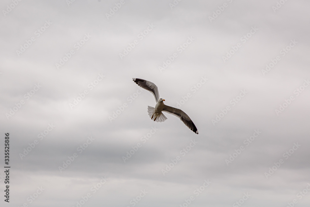 A Seagull flies over the sea shore against the blue sky A Seagull flies over the sea shore against the blue sky