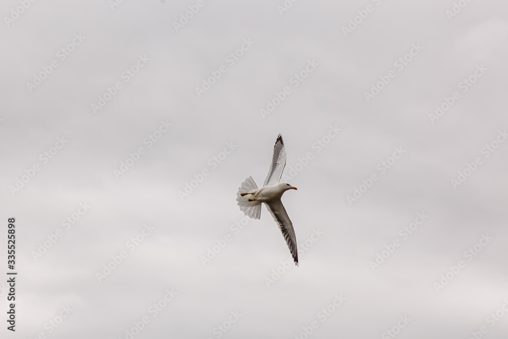 A Seagull flies over the sea shore against the blue sky A Seagull flies over the sea shore against the blue sky