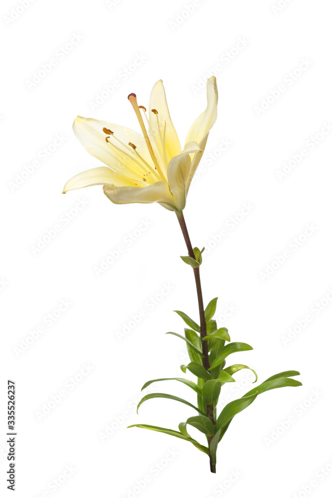 Yellow lily flower Isolated on a white background.