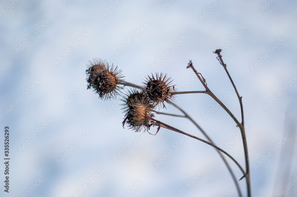 thorns on a Bush in winter on a clear day, Moscow