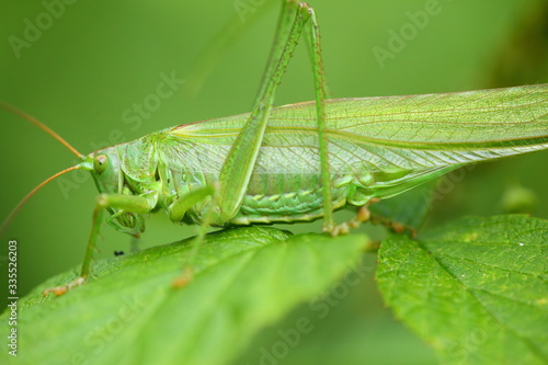 Green grasshopper sitting on the leaves