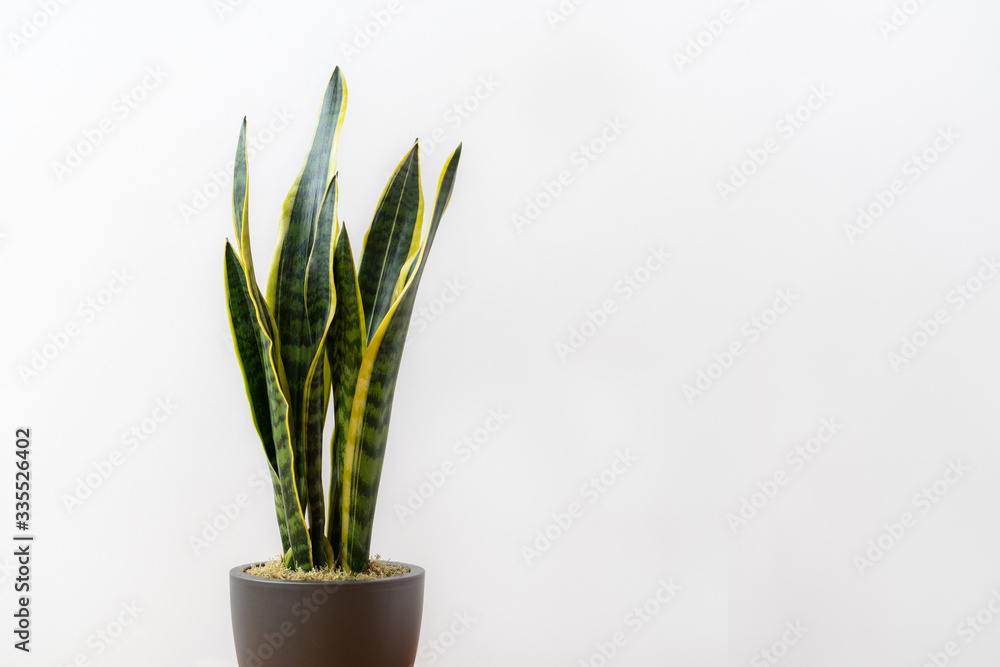Sansevieria laurentii (Dracaena trifasciata, mother in law tongue, snake plant) in a pot against white background