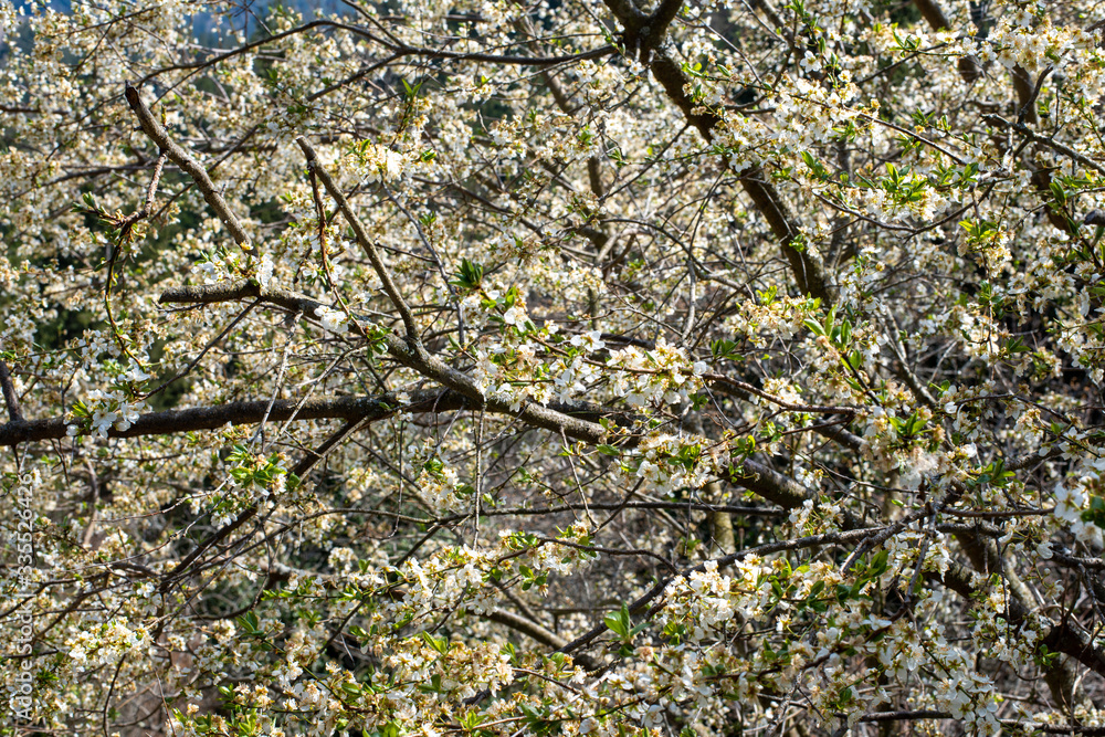 BLÜHENDER OBSTBAUM . KRIECHEN . KRIECHERL . Prunus insititia BLÜHENDER OBSTBAUM . KRIECHEN . KRIECHERL . Prunus insititia
