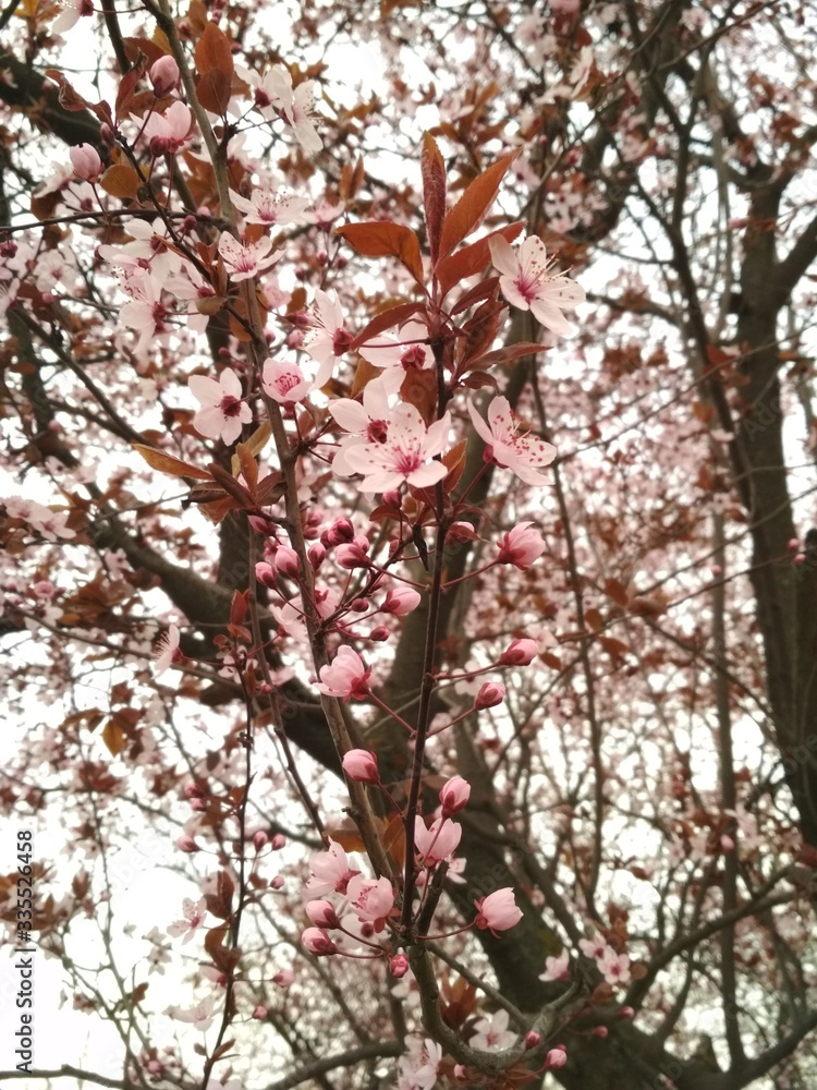 Sakura Sakura