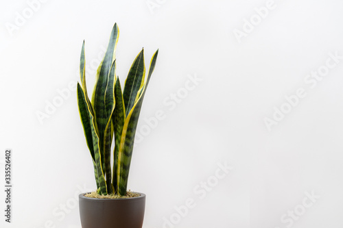 Obraz na płótnie Sansevieria laurentii (Dracaena trifasciata, mother in law tongue, snake plant) in a pot against white background w salonie