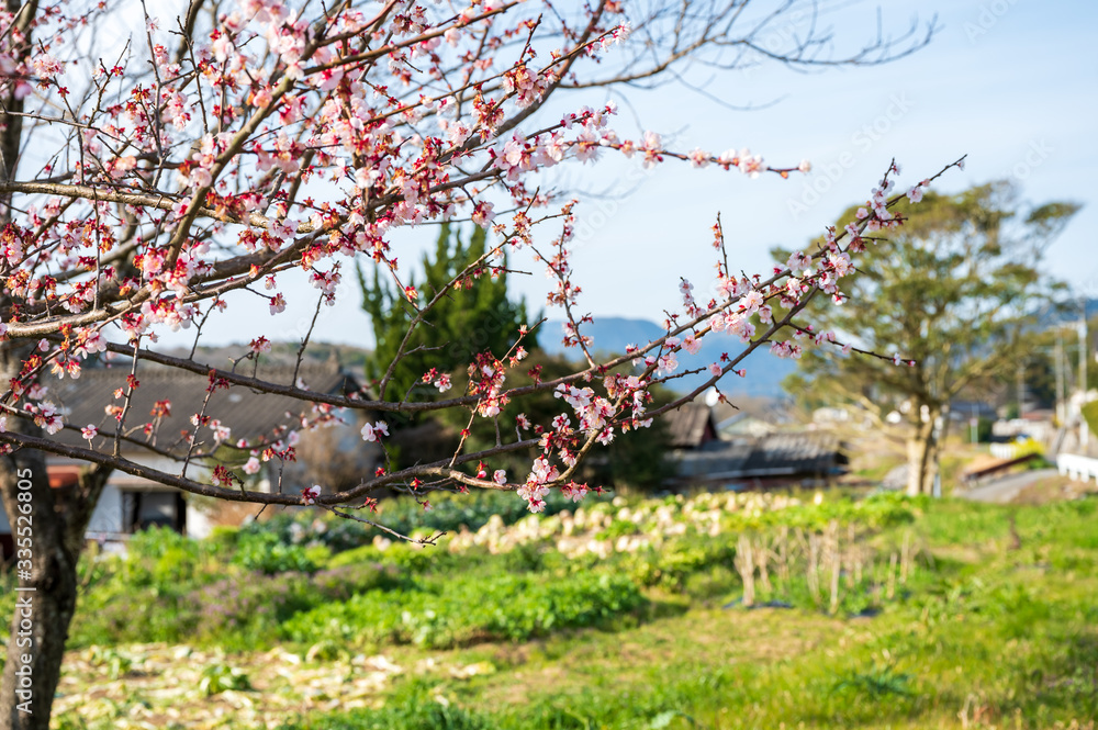 青空と早春の桜【福岡県行橋市】 青空と早春の桜【福岡県行橋市】