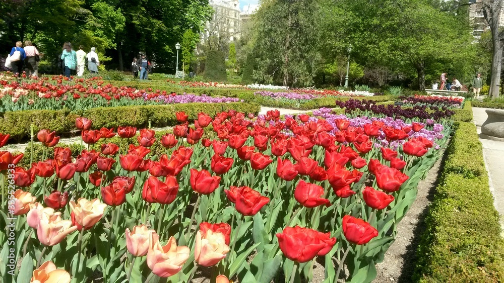 Botanic Garden, Tulipan