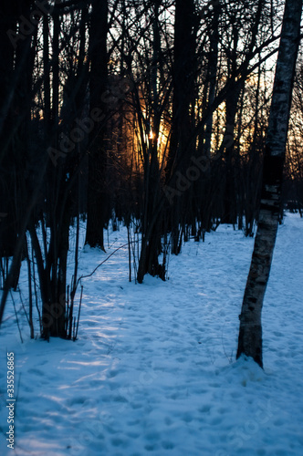 Photography sunset in the winter forest a lot of snow, Moscow