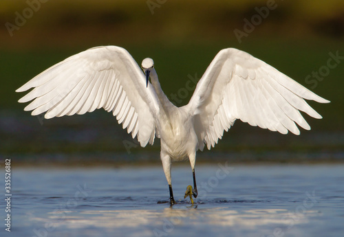 Front shot, head on, Of A Little Egret, Egretta garzetta, Chasing, Running After, Hunting Fish, Food In The Shallows On The Sea. Wings Extended. Outstretched. Taken at Stanpit Marsh UK