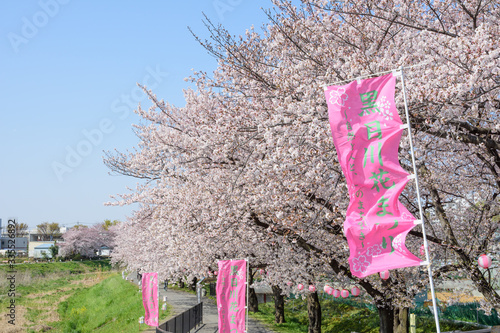 黒目川の桜