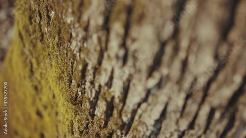 Close up tree stump with green moss blurred forest background plant trunk natural brown park closeup wooden bark texture branches slow motion