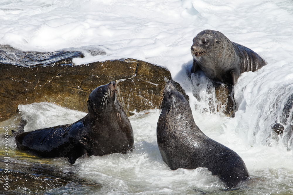 Obraz premium Drei Neuseeländische Seebären beim Spielen in der Gischt