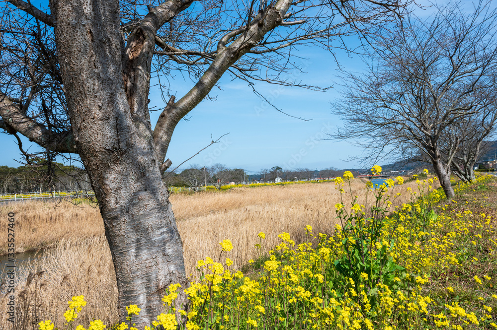 Fototapeta premium 青空と菜の花【福岡県行橋市】