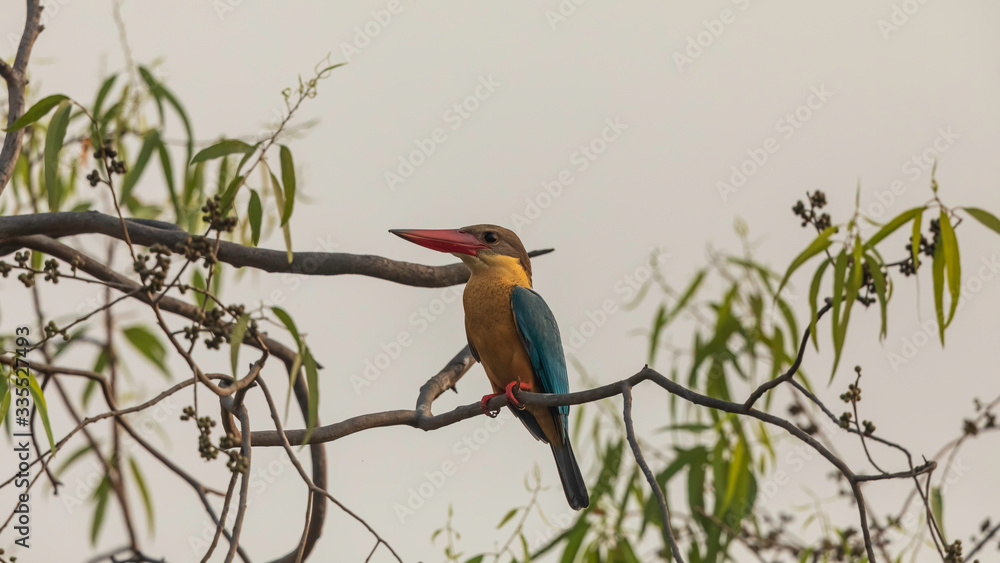 Fototapeta premium Stork-billed kingfisher (Pelargopsis capensis) at Kolkata
