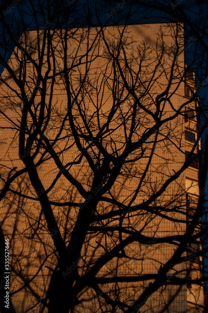 bare trees in winter on the background of a multi-storey building, Moscow bare trees in winter on the background of a multi-storey building, Moscow