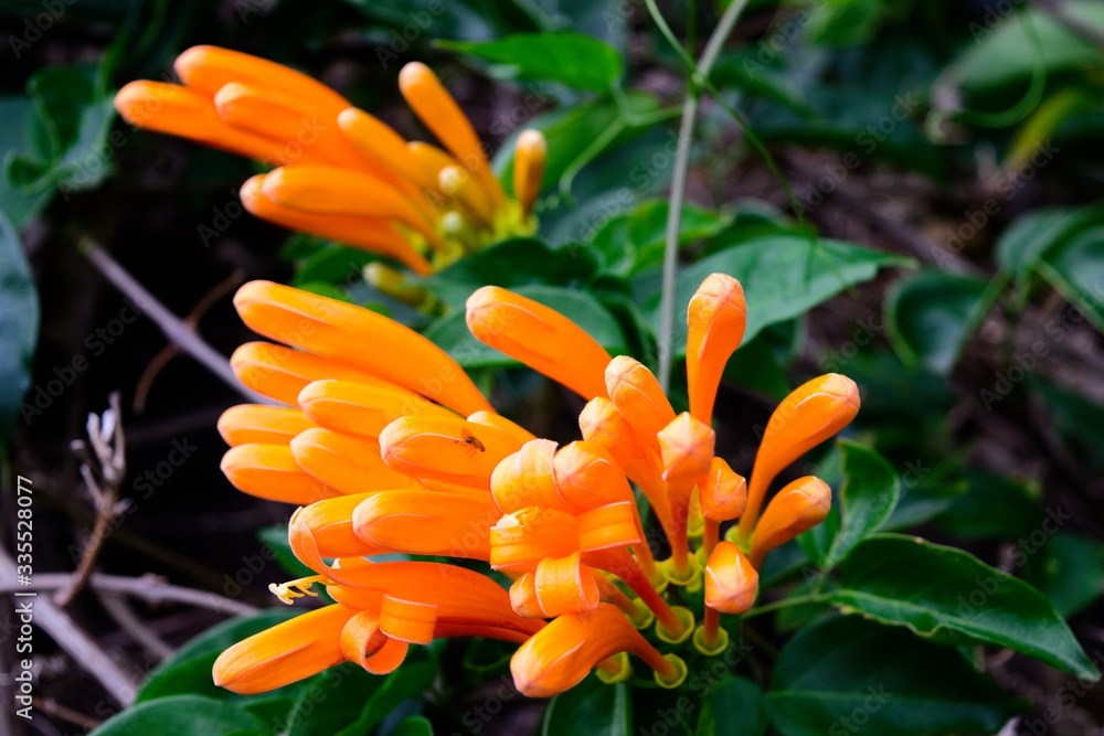 Close-up photo of orange flowers