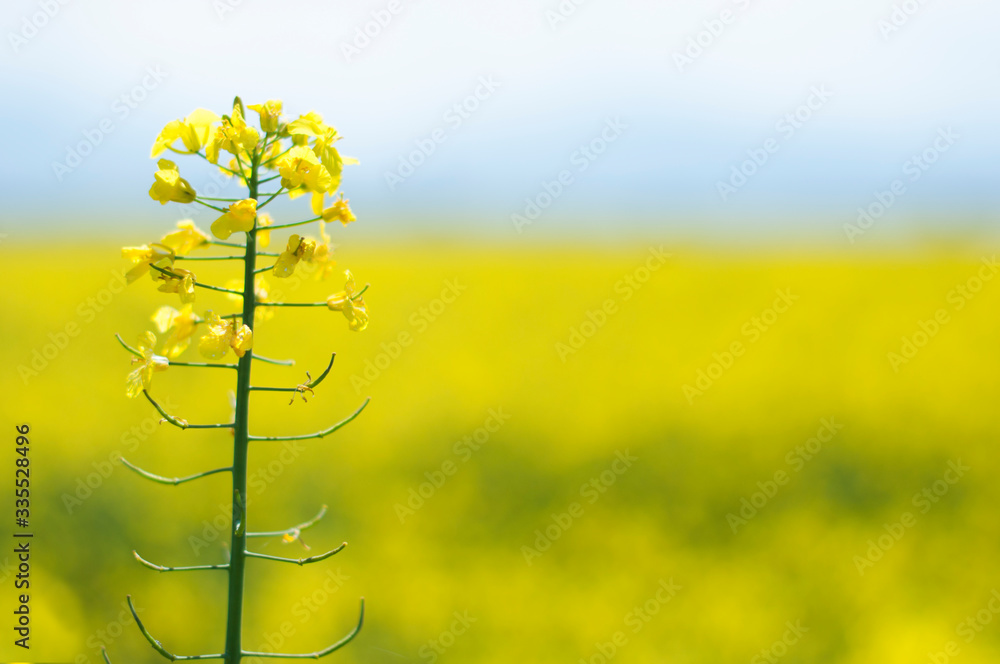Obraz premium Rape plantation