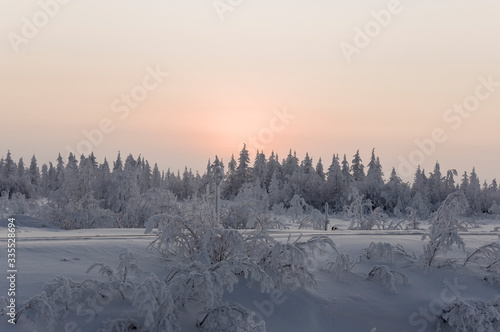 Sundown and sunrises. Winter landscape. Dark sky and silhouettes of trees on the background of heaven. Frosty evening, snow around. North