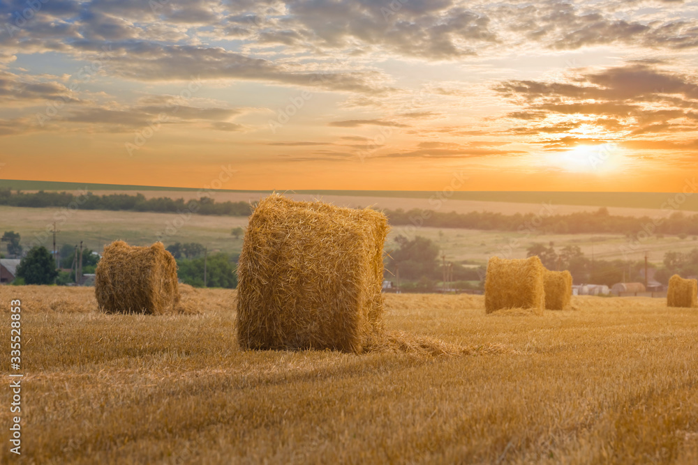 summer wheat field after a harvest at the sunset,  agricultural scene