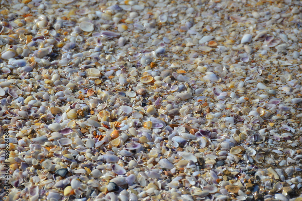 Textures of shells on the beach with water