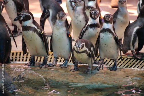 Penguins at Khao Kheow Open Zoo, Chon Buri, Thailand
