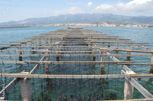Front view of mussel farming in the delta ebro