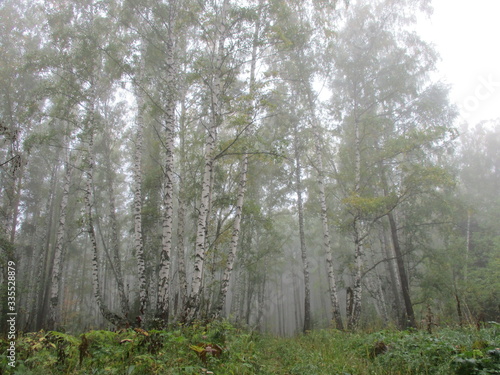 Summer forest in the fog