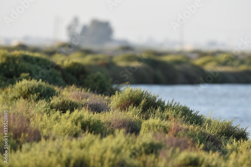 Vegetation in the lagoon of the delta