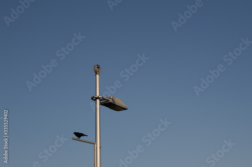 Metal light pole with industrial lighting fixture and blackbird against a blue sky, copy space, horizontal aspect