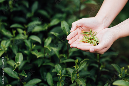 Young Asian girl picking white tea in the tea garden photo