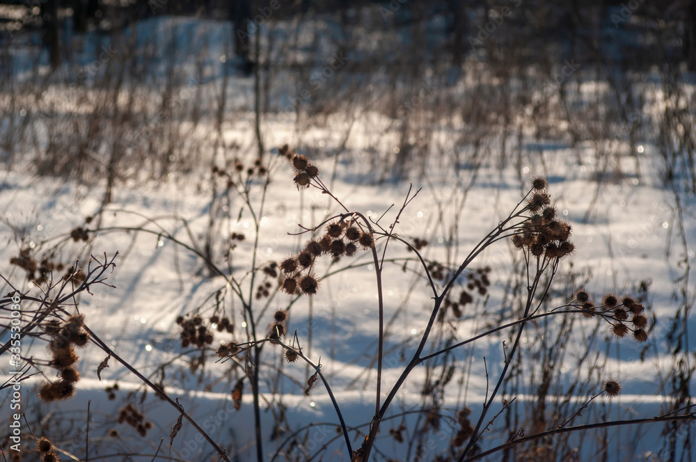 Obraz premium thorns on a Bush in winter on a clear day, Moscow
