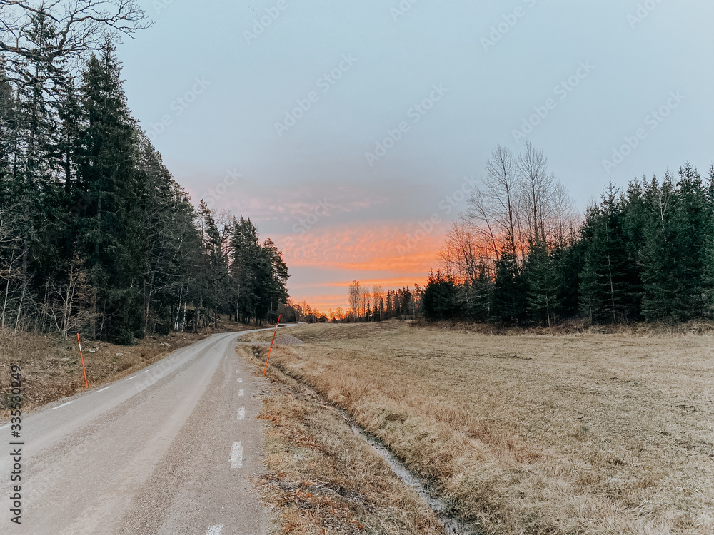 Morning road in the forest in Sweden.