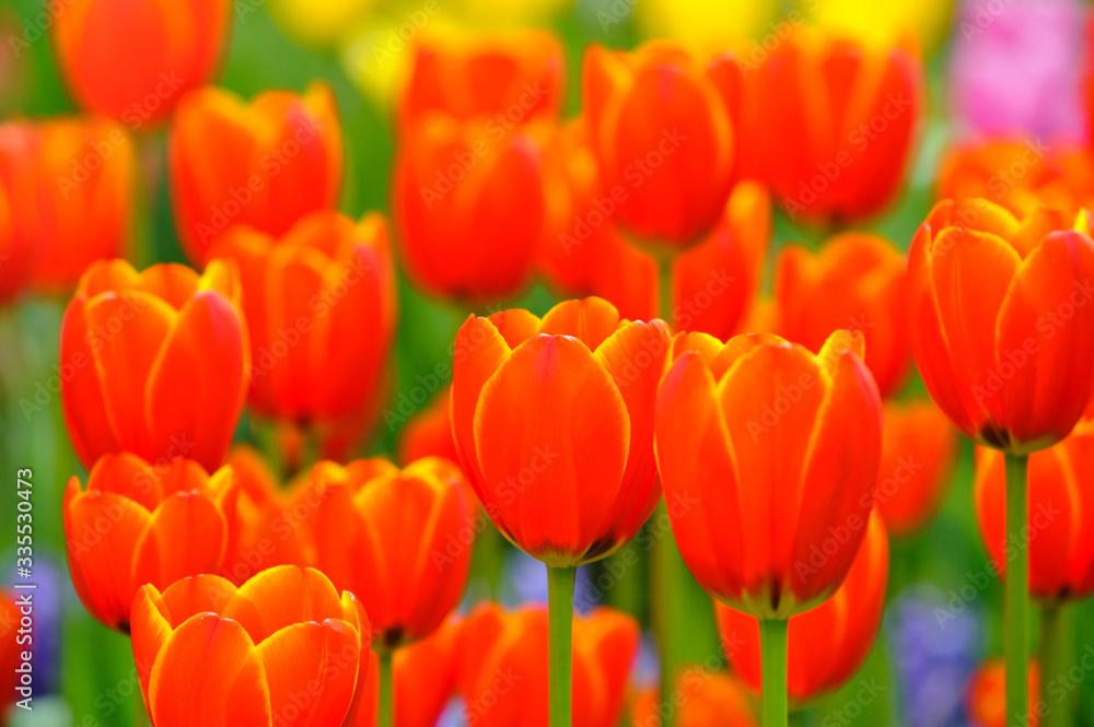 beautiful tulip flowers outdoor on field