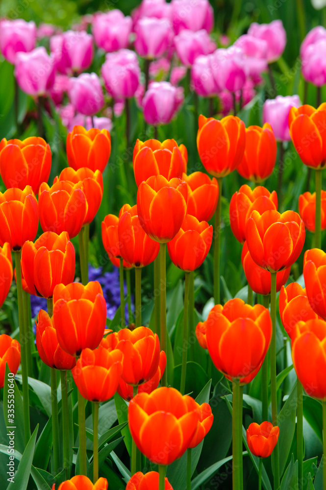 Fototapeta premium beautiful tulip flowers outdoor on field