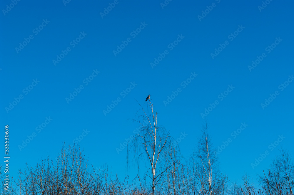 Obraz premium a crow sits on top of a birch tree, Moscow