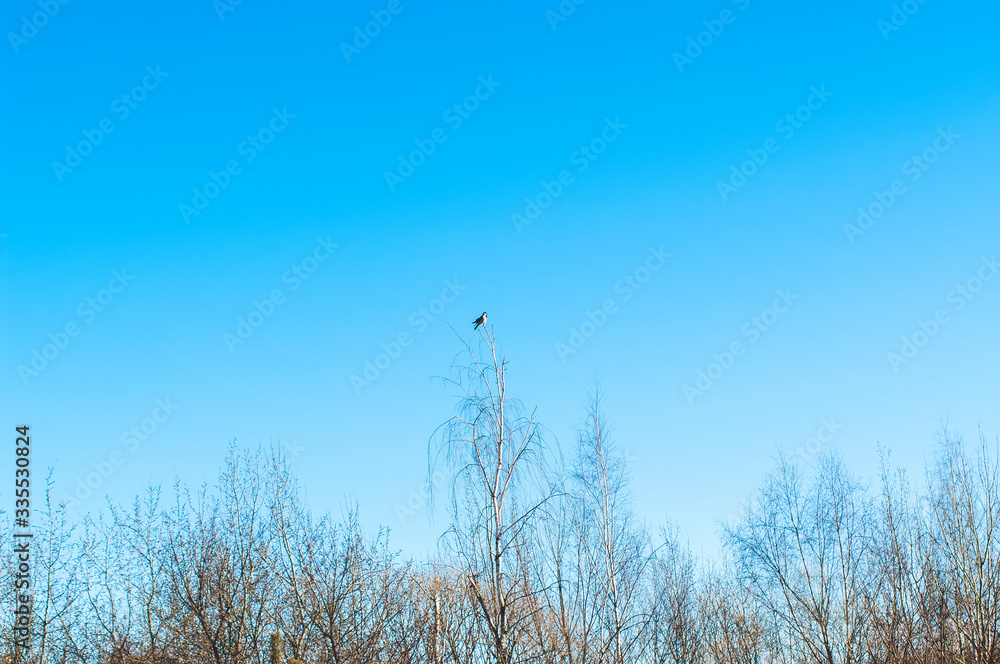 Obraz premium a crow sits on top of a birch tree, Moscow