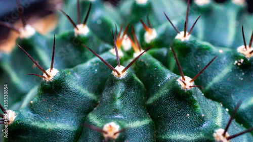 Closeup of Gymnocalycium mihanovichii with beautiful pattern photo