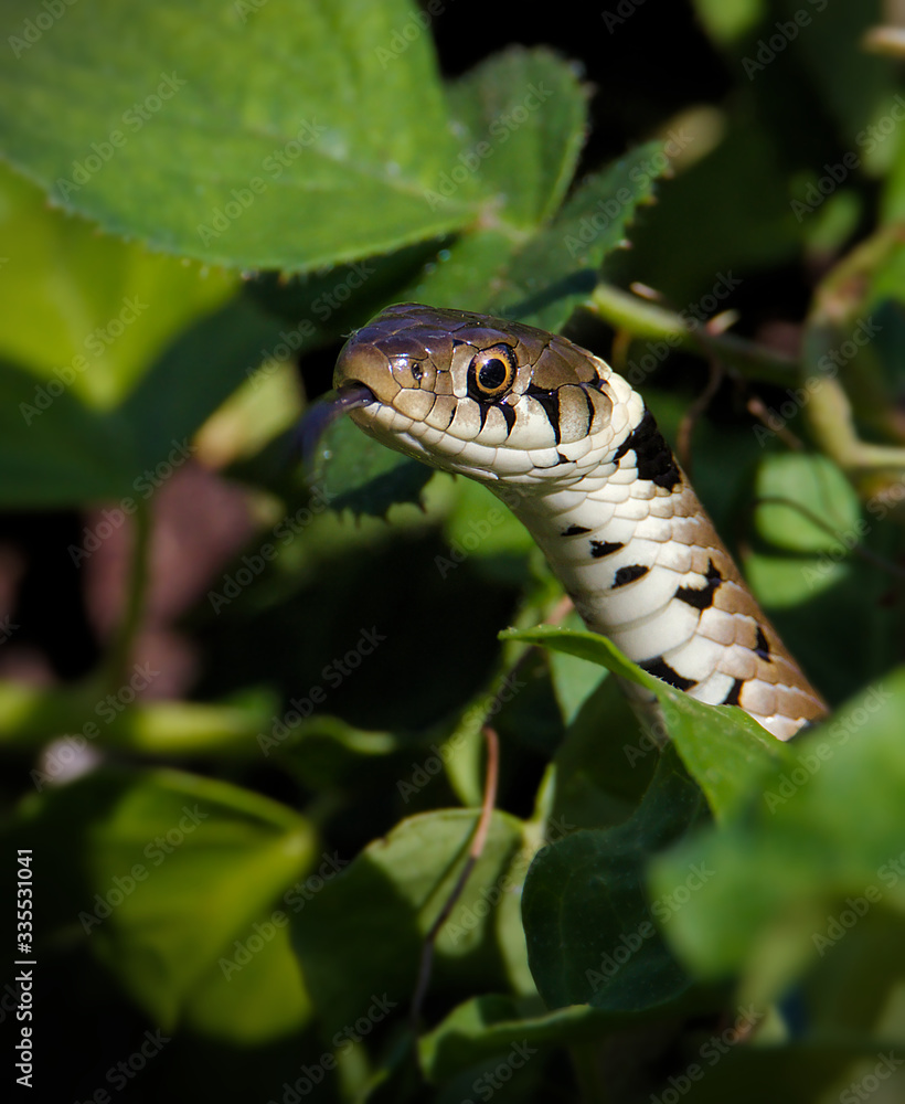 Head Shot Of A Grass Snake, Natrix natrix, Crawling Through The Undergrowth With Tongue Flicking In The Air Hunting, Looking For Food. Taken at Blashford Lakes UK Head Shot Of A Grass Snake, Natrix natrix, Crawling Through The Undergrowth With Tongue Flicking In The Air Hunting, Looking For Food. Taken at Blashford Lakes UK