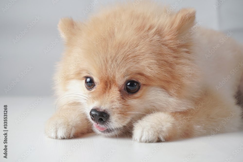 Small dog breeds or Pomeranian with brown hairs crouch or lying down on the white table with white background